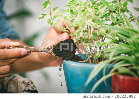 Using used coffee grounds as fertilizer Using used coffee grounds as fertilizer 106225998