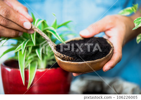 Using used coffee grounds as fertilizer 106226005
