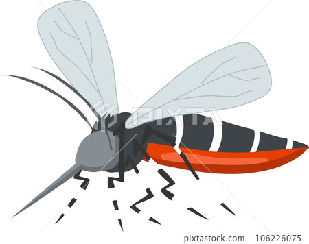 Aedes Mosquito Vector Illustration. Zika, Dengue, Chikungunya Threat. Disease Spreading Insect. Tropical Disease Carrier Aedes Mosquito Vector Illustration. Zika, Dengue, Chikungunya Threat. Disease Spreading Insect. Tropical Disease Carrier 106226075