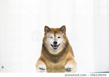柴犬站立，前爪放在客廳的桌子上 106226649