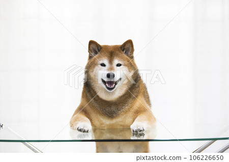 柴犬站立，前爪放在客廳的桌子上 106226650
