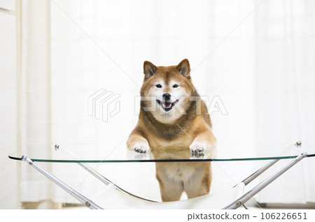 Shiba Inu standing with its front paws on the table in the living room 106226651