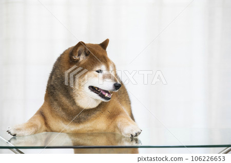 柴犬站立，前爪放在客廳的桌子上 106226653