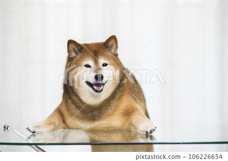 柴犬站立，前爪放在客廳的桌子上 106226654