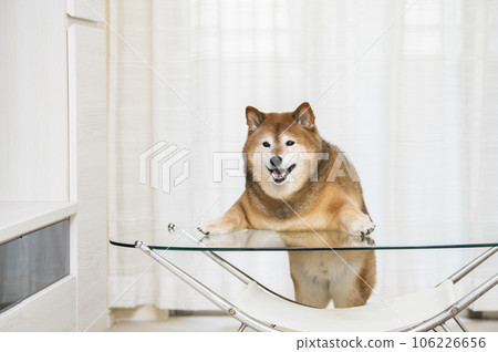 柴犬站立，前爪放在客廳的桌子上 106226656