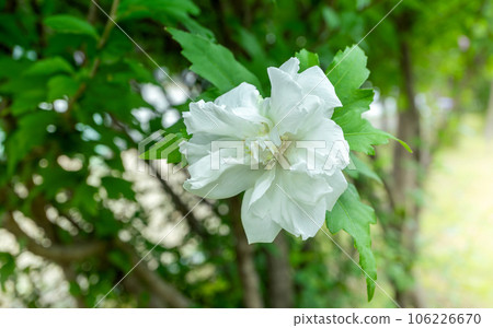 White Mugunghwa flower is a Korean national flower or in the name Rose of Sharon White Mugunghwa flower is a Korean national flower or in the name Rose of Sharon 106226670