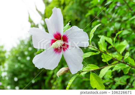 White Mugunghwa flower is a Korean national flower or in the name Rose of Sharon 106226671