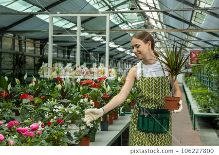 A young girl takes care of indoor plants in a greenhouse. A young girl takes care of indoor plants in a greenhouse. 106227800