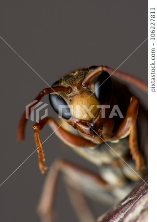 wasp wasp 106227811