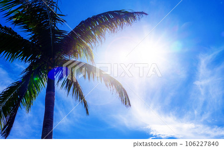 Palm tree Palm tree 106227840