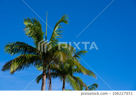 Palm tree Palm tree 106227851