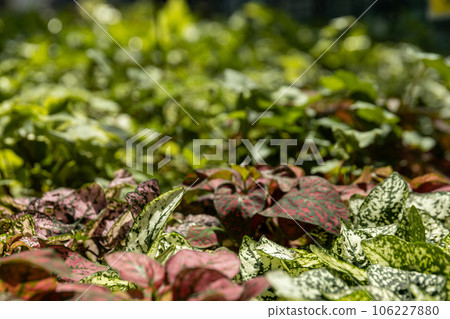 Indoor plants from a representative in the greenhouse, close-up. 106227880