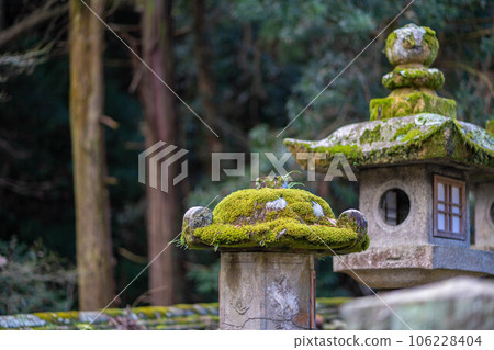 香川縣金刀比羅神社長滿青苔的燈籠 香川縣金刀比羅神社長滿青苔的燈籠 106228404