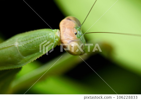 Big Sword Praying Mantis Photo 106228833