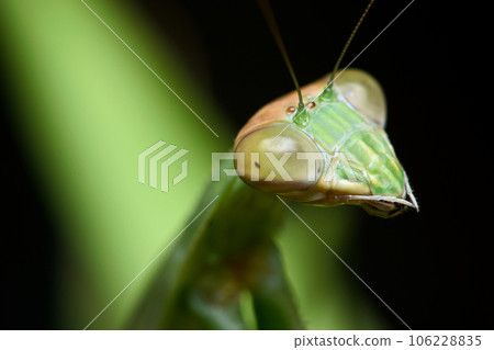 大刀螳螂 寫真 106228835