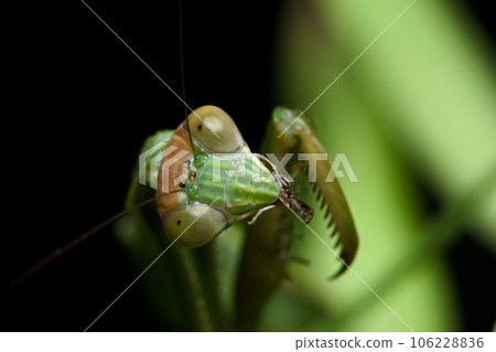 大刀螳螂 寫真 大刀螳螂 寫真 106228836