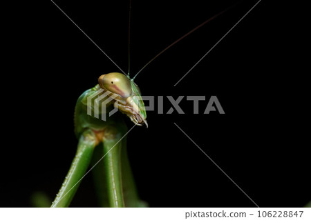 Big Sword Praying Mantis Photo 106228847