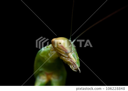 大刀螳螂 寫真 大刀螳螂 寫真 106228848