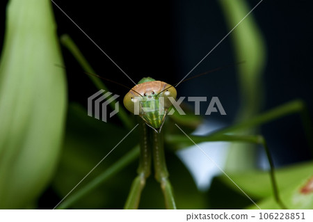 Big Sword Praying Mantis Photo 106228851
