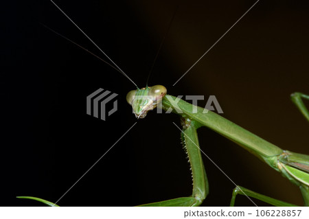 Big Sword Praying Mantis Photo Big Sword Praying Mantis Photo 106228857