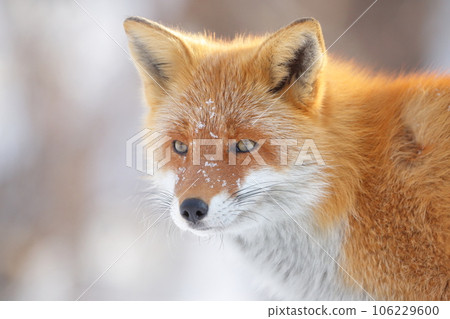 Kita fox that seems to be sleepy 106229600
