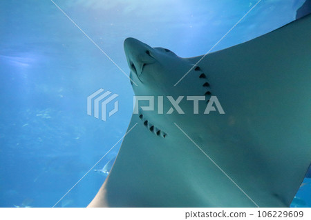 stingray white belly 106229609