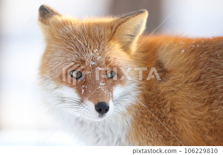 Staring foxes 106229810