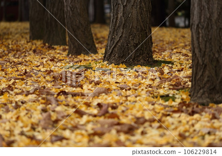 fallen leaves of ginkgo 106229814