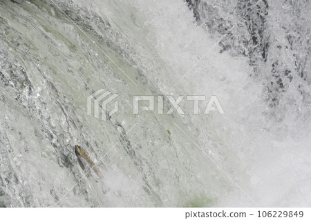 跳過瀑布的櫻花鱒魚 跳過瀑布的櫻花鱒魚 106229849