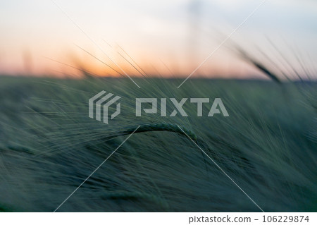 barley with spikes in field, back lit cereal crops plantation in sunset barley with spikes in field, back lit cereal crops plantation in sunset 106229874