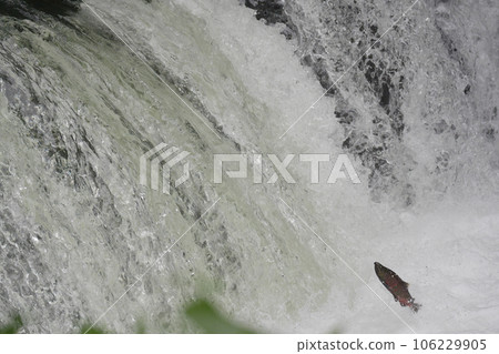 Sakura trout jumping over a waterfall Sakura trout jumping over a waterfall 106229905