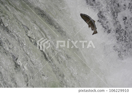 Sakura trout jumping over a waterfall Sakura trout jumping over a waterfall 106229910