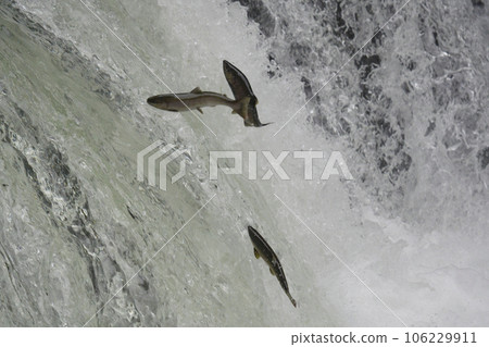 Sakura trout jumping over a waterfall Sakura trout jumping over a waterfall 106229911