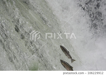 Sakura trout jumping over a waterfall Sakura trout jumping over a waterfall 106229912