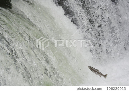 Sakura trout jumping over a waterfall Sakura trout jumping over a waterfall 106229913