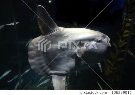 翻車魚閃著銀光 106229915