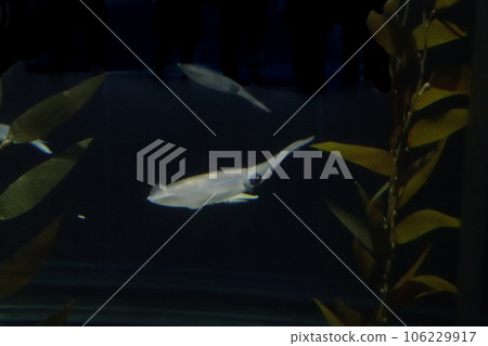白魷魚在黑暗的水中游泳 106229917