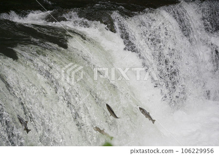 Sakura trout jumping over a waterfall Sakura trout jumping over a waterfall 106229956