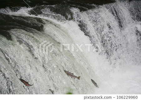 Sakura trout jumping over a waterfall Sakura trout jumping over a waterfall 106229960