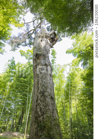 大長壽院、中尊寺、大竹林和杉樹 106230080