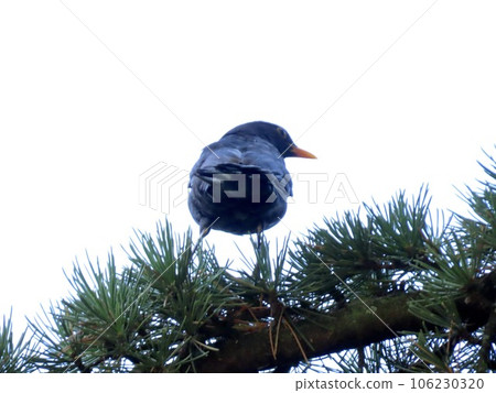 瑞士洛桑萊蒙湖上的黑鳥 106230320