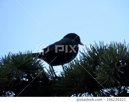 瑞士洛桑萊蒙湖上的黑鳥 106230321