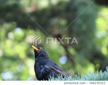 瑞士洛桑萊蒙湖上的黑鳥 瑞士洛桑萊蒙湖上的黑鳥 106230322