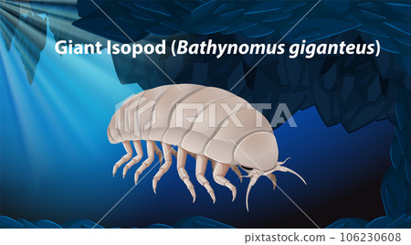 Giant Isopod (Bathynomus giganteus) Giant Isopod (Bathynomus giganteus) 106230608