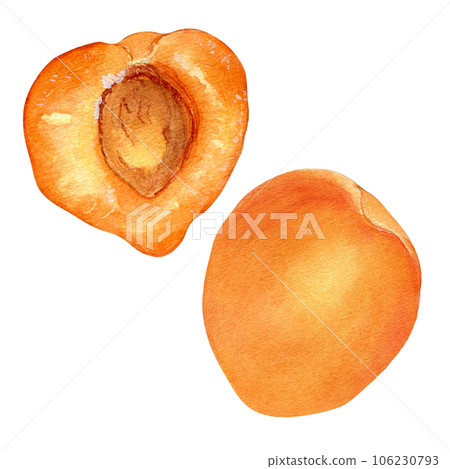 Whole and sliced apricots, yellow fruit half isolated, watercolor illustration on white. Orange fruit, peach sliced, nectarine hand drawn. Design element for package, label 106230793