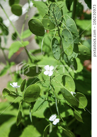 Goudasou（月月金錢植物） 106230973