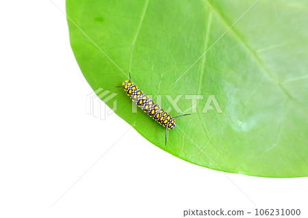 chestnut tiger butterfly butterfly larvae chestnut tiger butterfly butterfly larvae 106231000