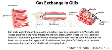 Biology Study of Fish Internal Anatomy Biology Study of Fish Internal Anatomy 106231427