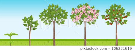 Cherry Tree Growth Stages Vector Design Cherry Tree Growth Stages Vector Design 106231619