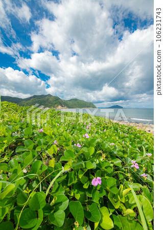Coastal greenery and blue sky scenery 106231743